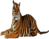 Jerseys Tiger