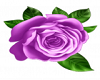Purple Rug Rose