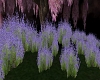 Lavender patch