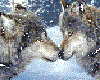 quadro panoramico lobos