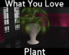 ::Love Large Plant::