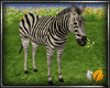 (ED1)zebra