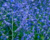 Blue lavender sticker