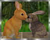 Bunnies Animated kissing
