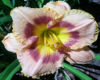 Exotic F. Backdrop MS