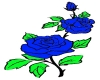 back blue rose tatto