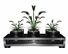 trio plants  black silve