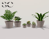 SC Plants 20 - quadro