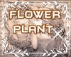 Flower Plant Chic