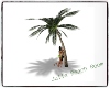 Julie Beach kiss Tree