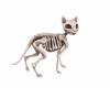 Skeleton Cat