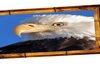 eagle in frame