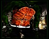 {TMNT} Turtle Skintone