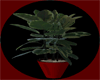 K Red Planter