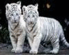 White Tiger Photo Shoot