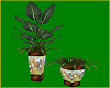 Jungle Buddies Plant