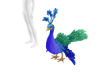 Matth Peacock