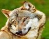 Wolf Head M