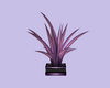 LXF Purple plants