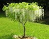 dj sakura wisteria trees