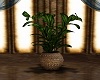 Absathus Potted Plant