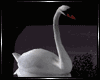 + Secret Swans +