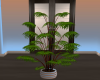 Green Potted Plant