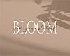 Bloom Picture