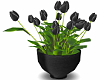 ⛧ Black Tulips