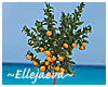 Tropical Orange Tree