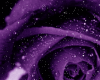 Purple Falling Rose Peta