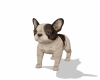 French Bulldog Puppy