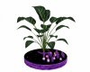 EG Purple Candle Plant