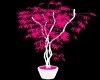[LP] Hot pink plant