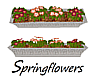 Springflowers