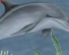 playing  dolphin