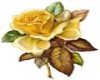 Yellow Rose