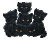 black cats