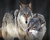 grey wolf