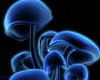 Blue Mushroom Club
