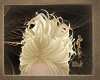[IDuh]Blonde hair Eve
