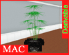 MAC - Indoor Decor Plant