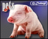 aei Pet Pig