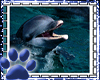 ~WK~Dolphin Sticker