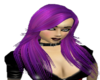 Purple Lady's Hair