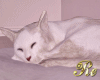 Sleeping Kitty White