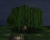 Weeping Willow tree/Ani