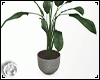 House Plant