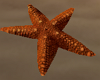 Starfish Brown
