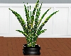 potted plant2